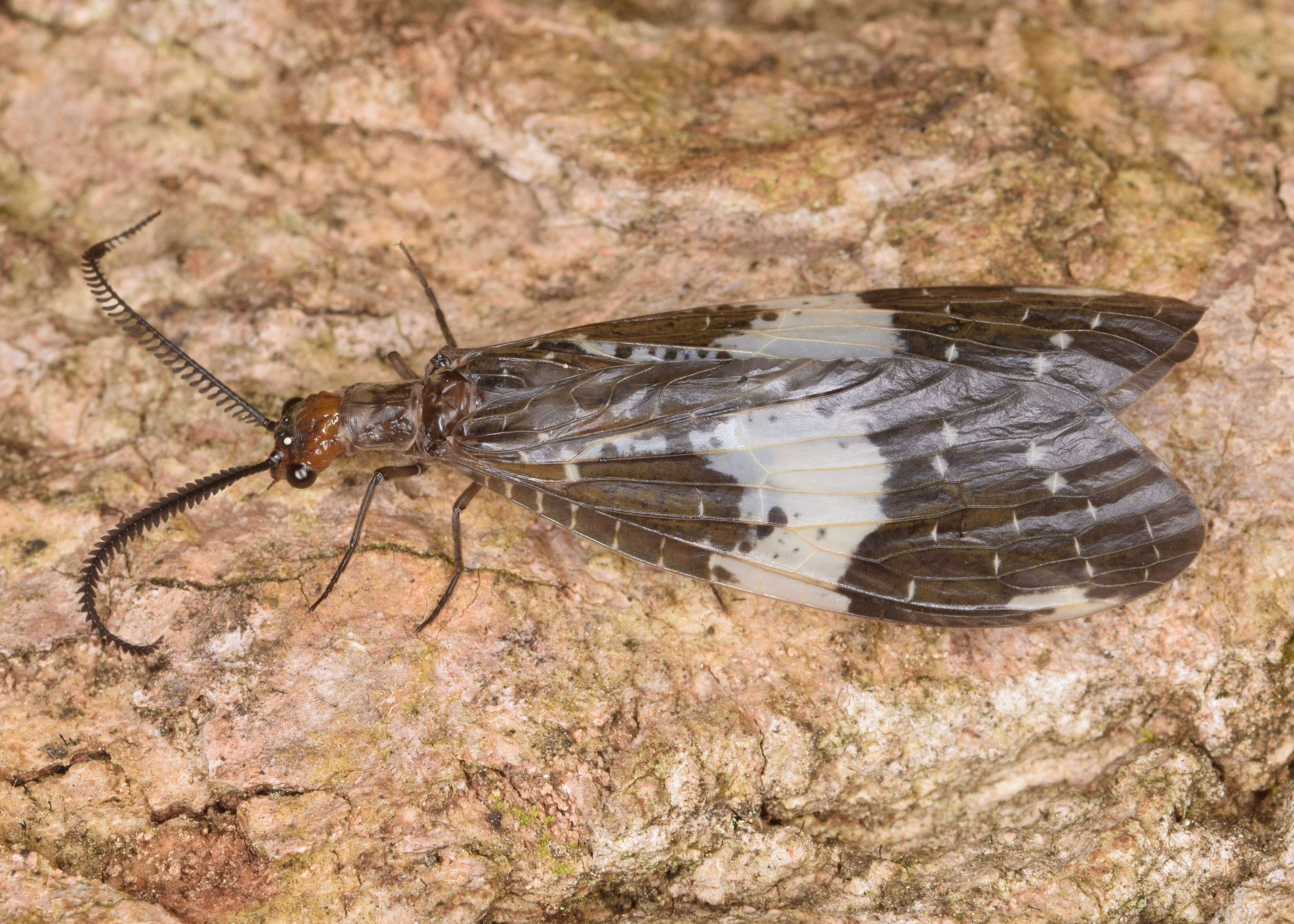 Sivun Nigronia fasciata (Walker 1853) kuva