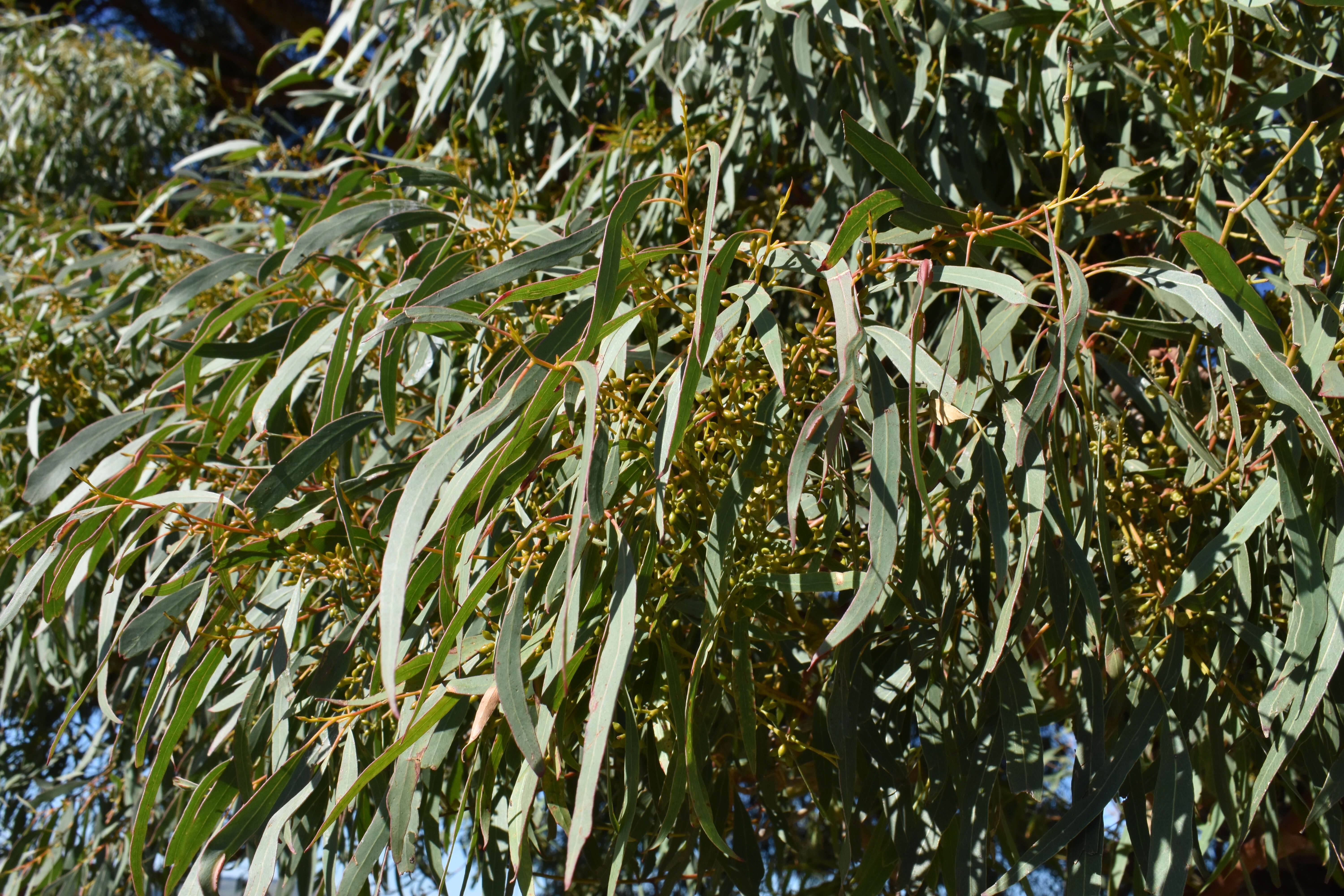 Слика од Eucalyptus crebra F. Müll.