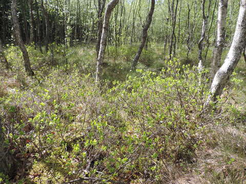 Image of alpine bilberry