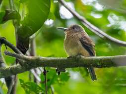 Image of Fulvous-chinned Nunlet