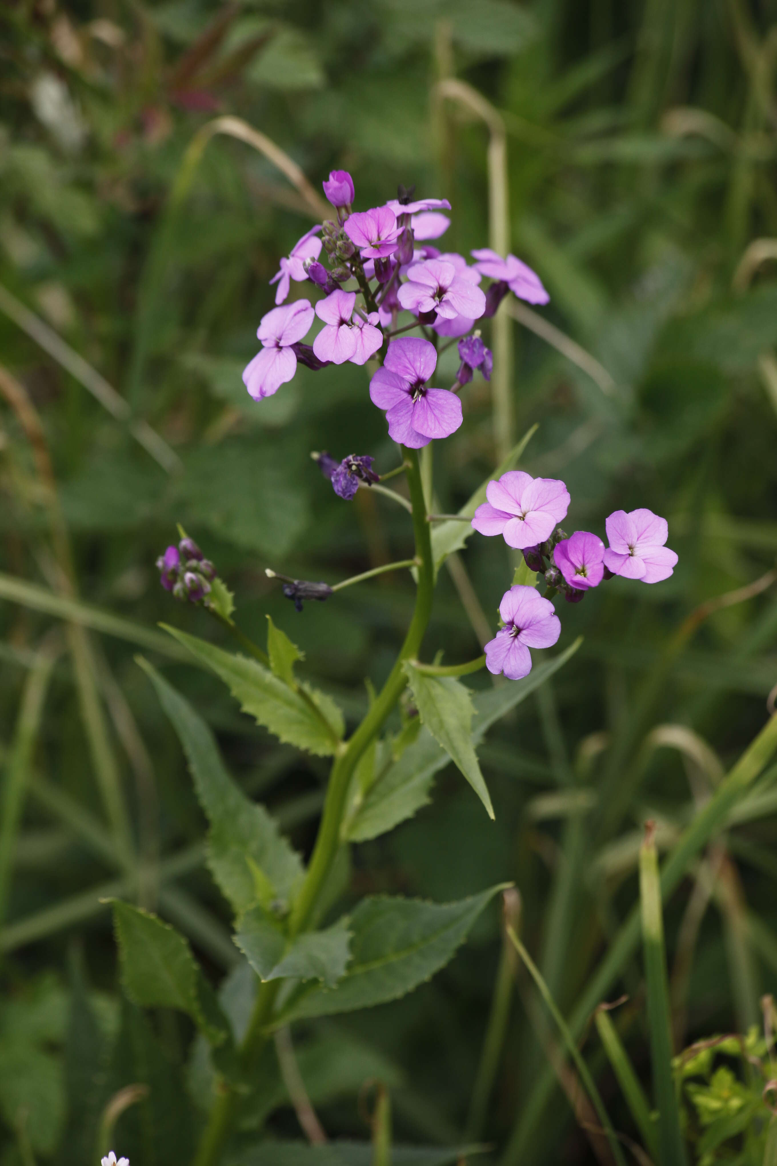 Imagem de Hesperis matronalis L.