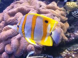 Image of Banded Longsnout Butterflyfish