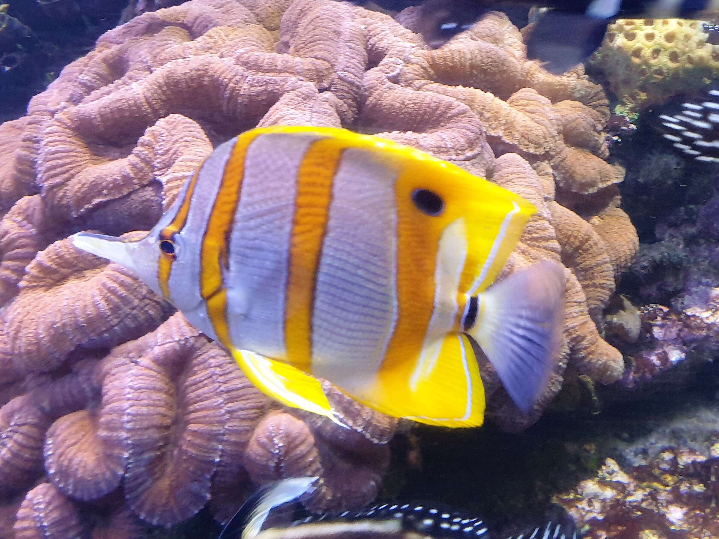 Image of Banded Longsnout Butterflyfish