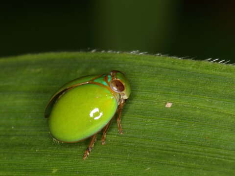 Image of Hemisphaerius