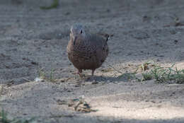 Image of Common Ground Dove