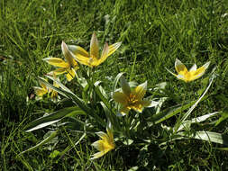 Image de Tulipa montana Lindl.