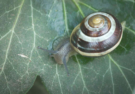 Image of White-lipped banded snail