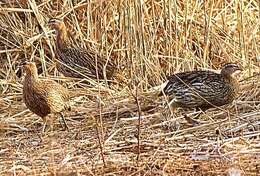 Image of Double-spurred Francolin