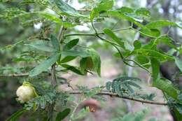 Plancia ëd Dalechampia capensis A. Spreng.