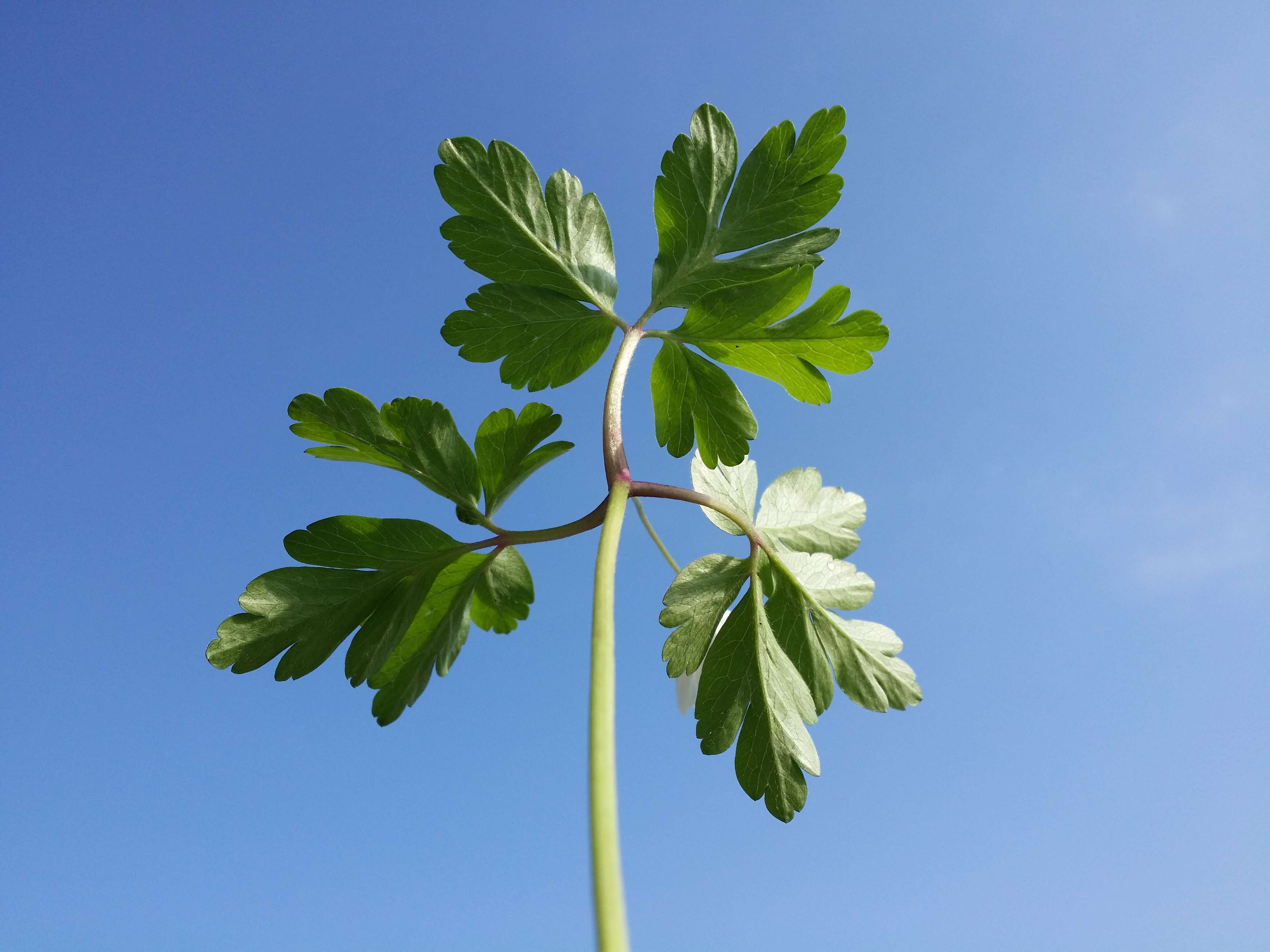 Imagem de Anemone nemorosa L.