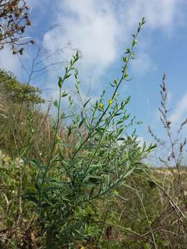 Image of broomleaf toadflax