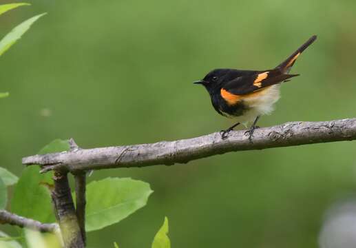 Image of American Redstart