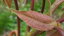 Image of shellbark hickory