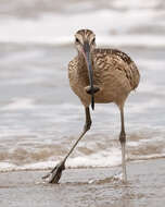 Image of Long-billed Curlew