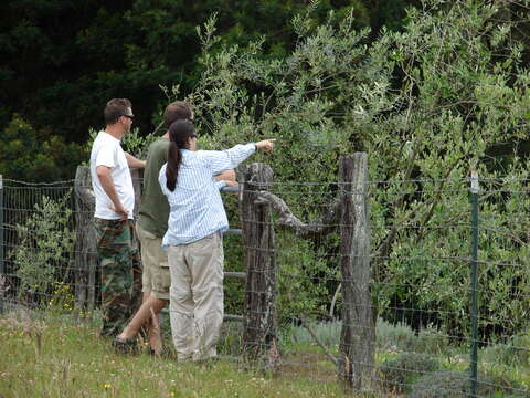 Image of olive tree