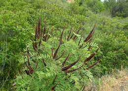 Imagem de Amorpha fruticosa L.