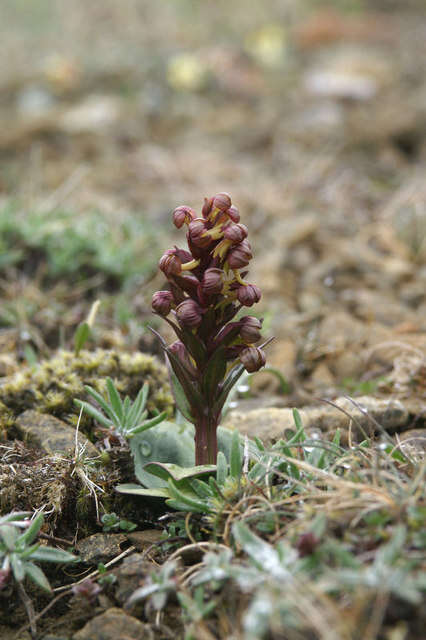 Plancia ëd Dactylorhiza viridis (L.) R. M. Bateman, Pridgeon & M. W. Chase