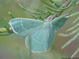 Image of small grass emerald