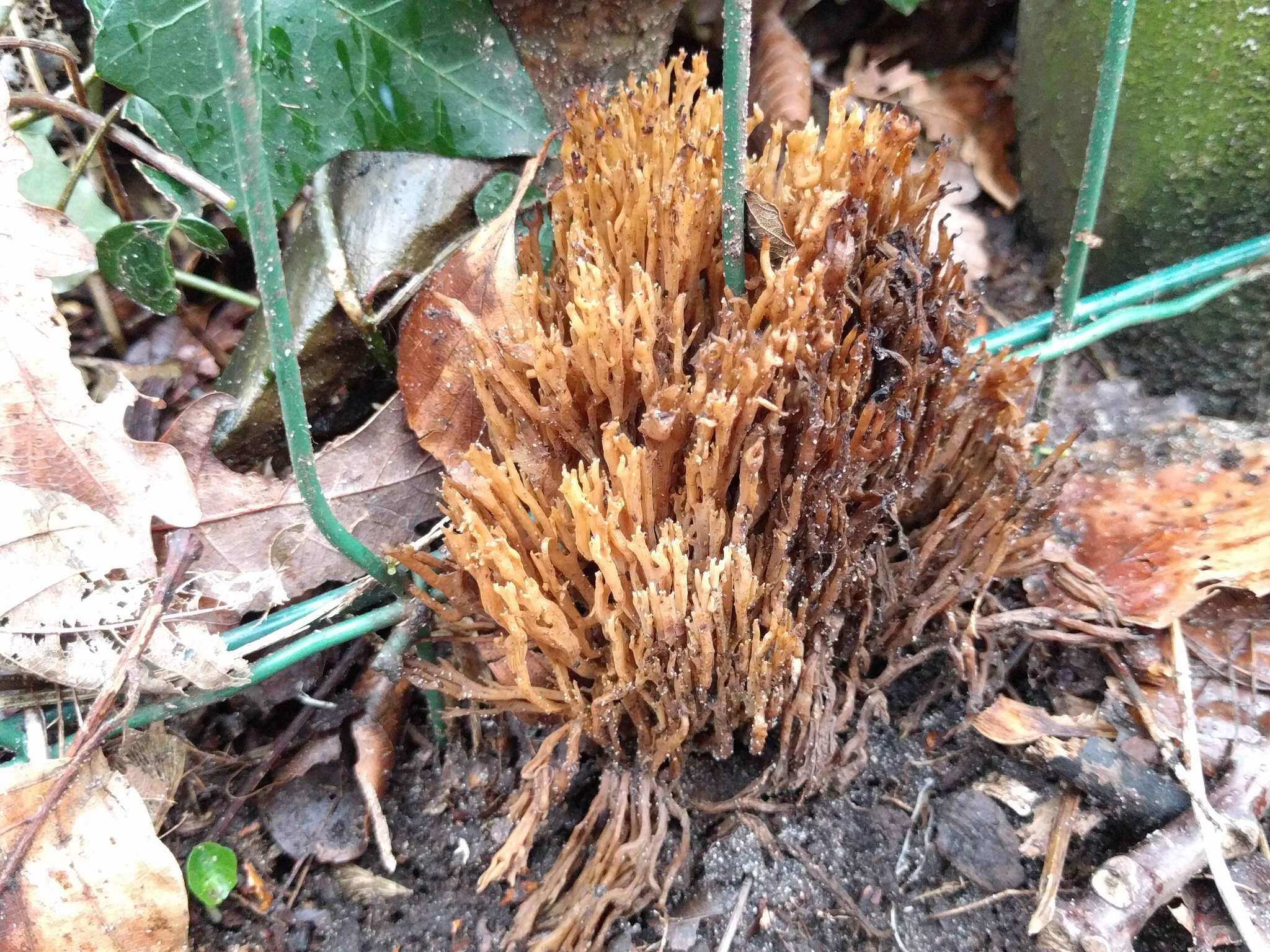 Слика од Ramaria stricta (Pers.) Quél. 1888