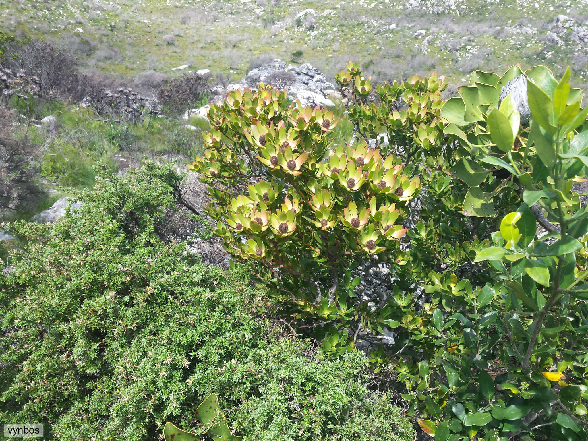 Plancia ëd Leucadendron strobilinum (L.) Druce