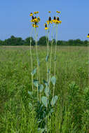 Image of great coneflower