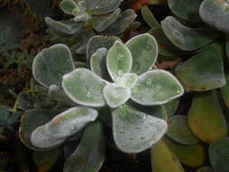 Image of Echeveria pulvinata Rose