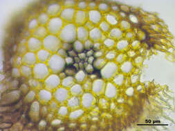 Image of Leucobryum juniperoideum C. Müller 1845