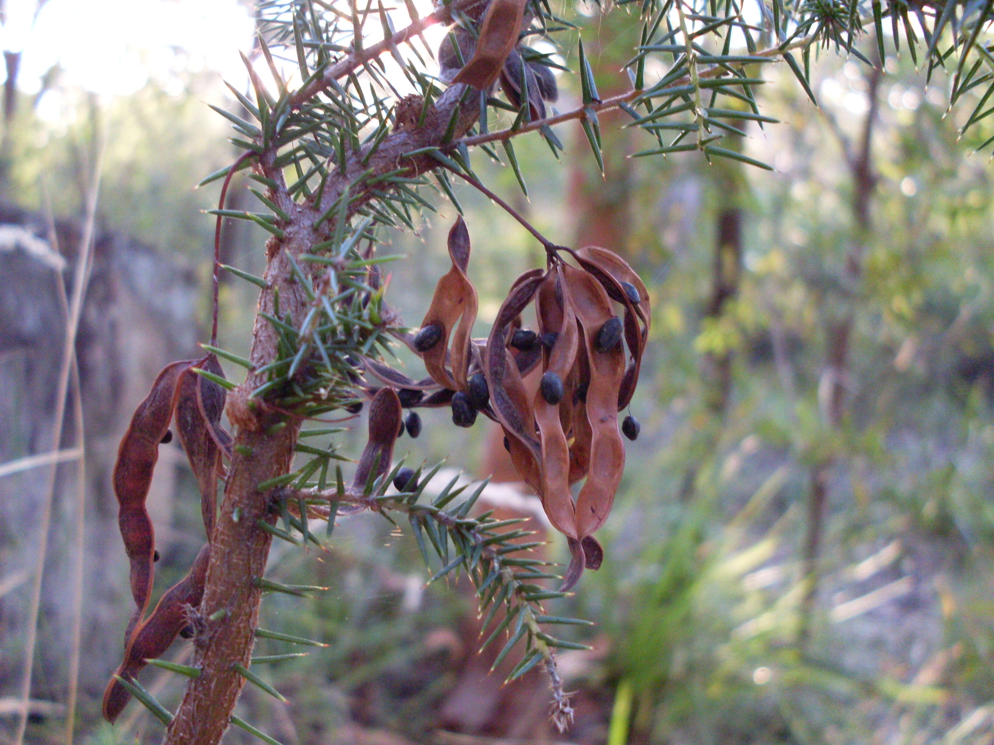 Image of juniper wattle