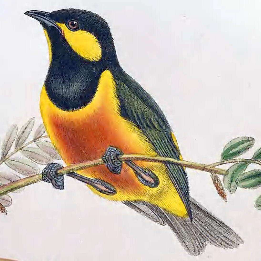 Image of Oreocharis Salvadori 1876