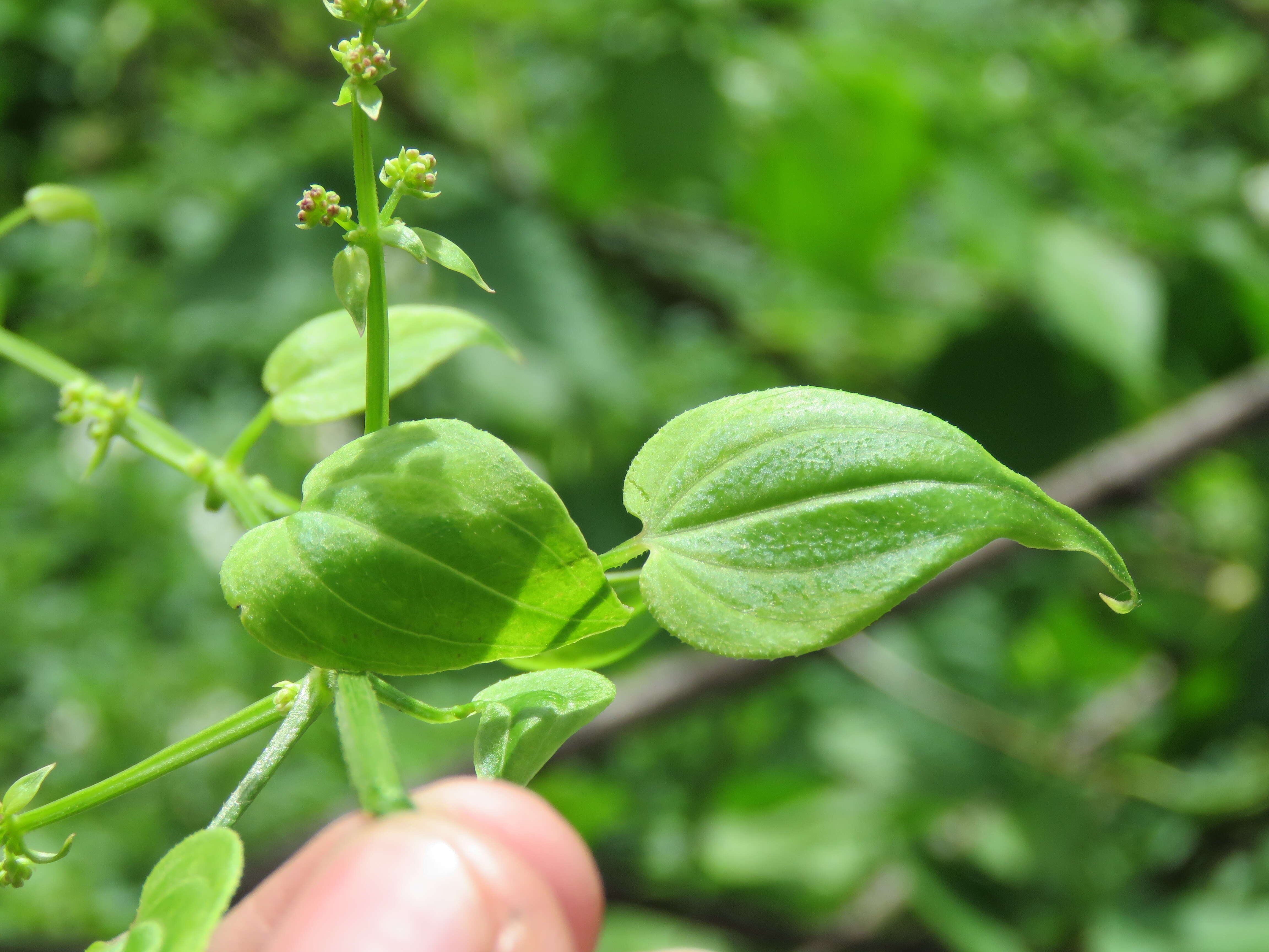 Plancia ëd Rubia cordifolia L.