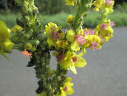 Verbascum nigrum L. resmi