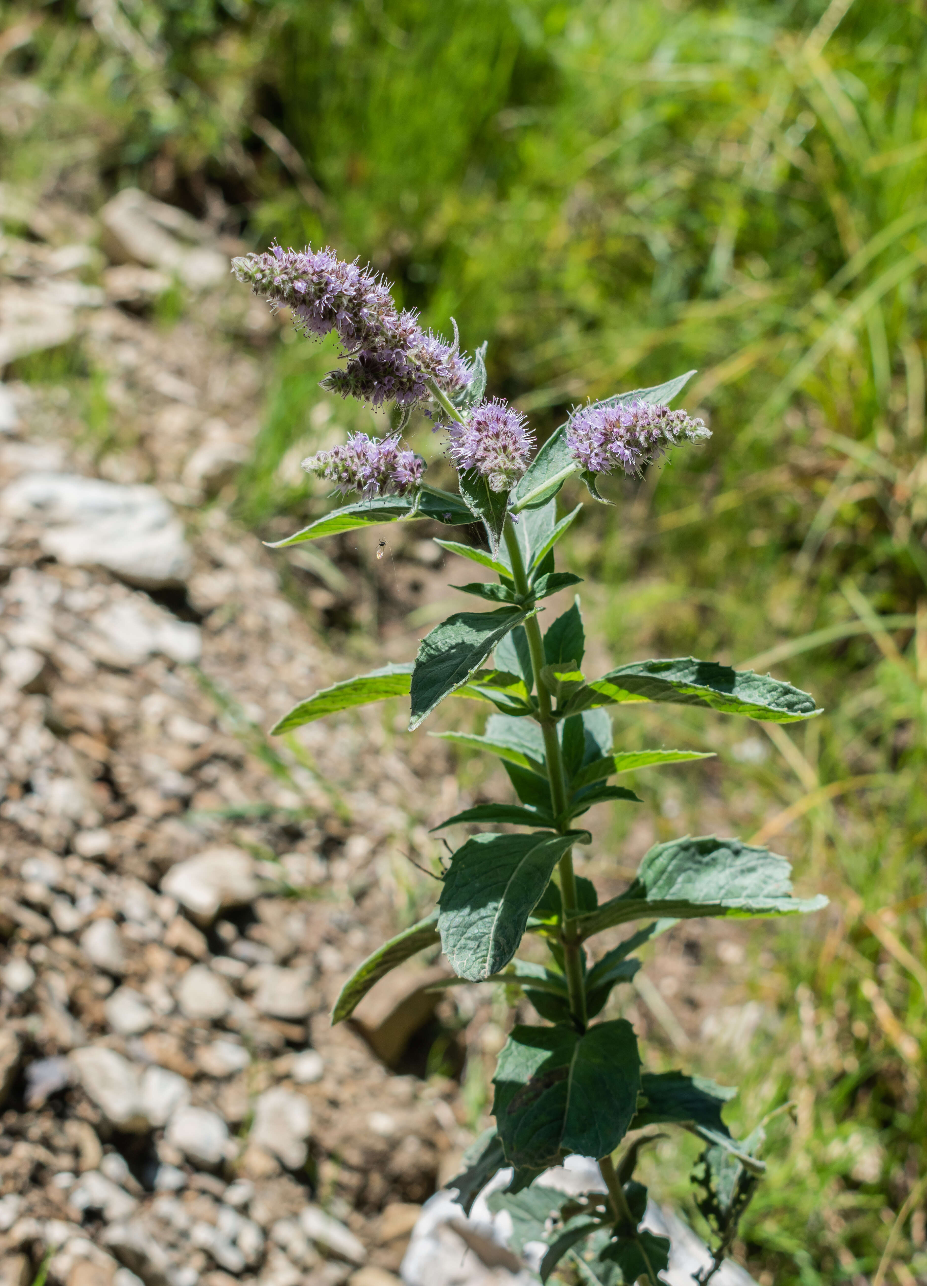 Image of Horse Mint