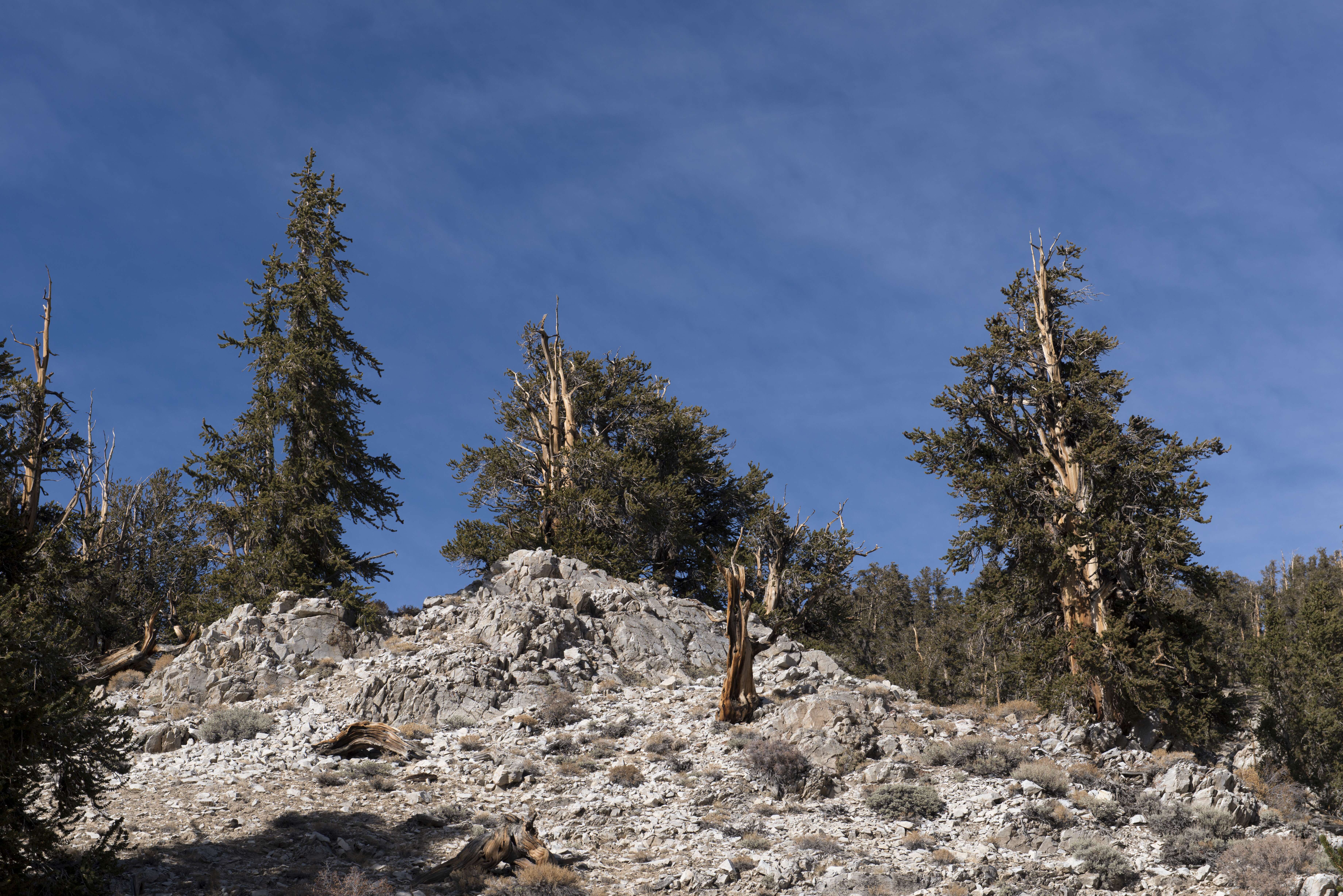 Image of Great Basin bristlecone pine