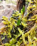 Image of Green shield moss