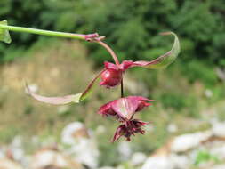 Image de Leycesteria