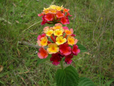 Image of lantana