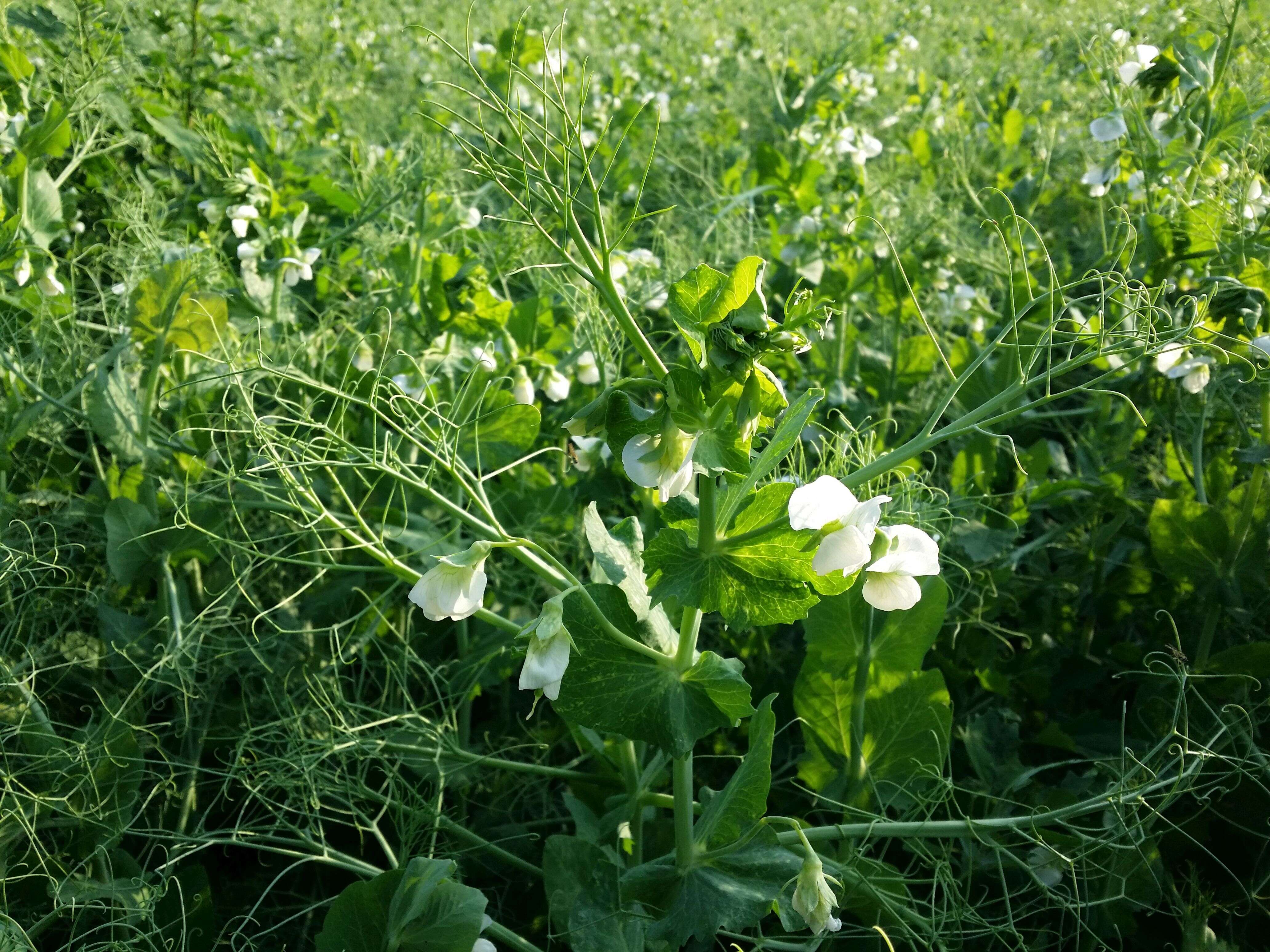 Image of Pisum sativum var. macrocarpum