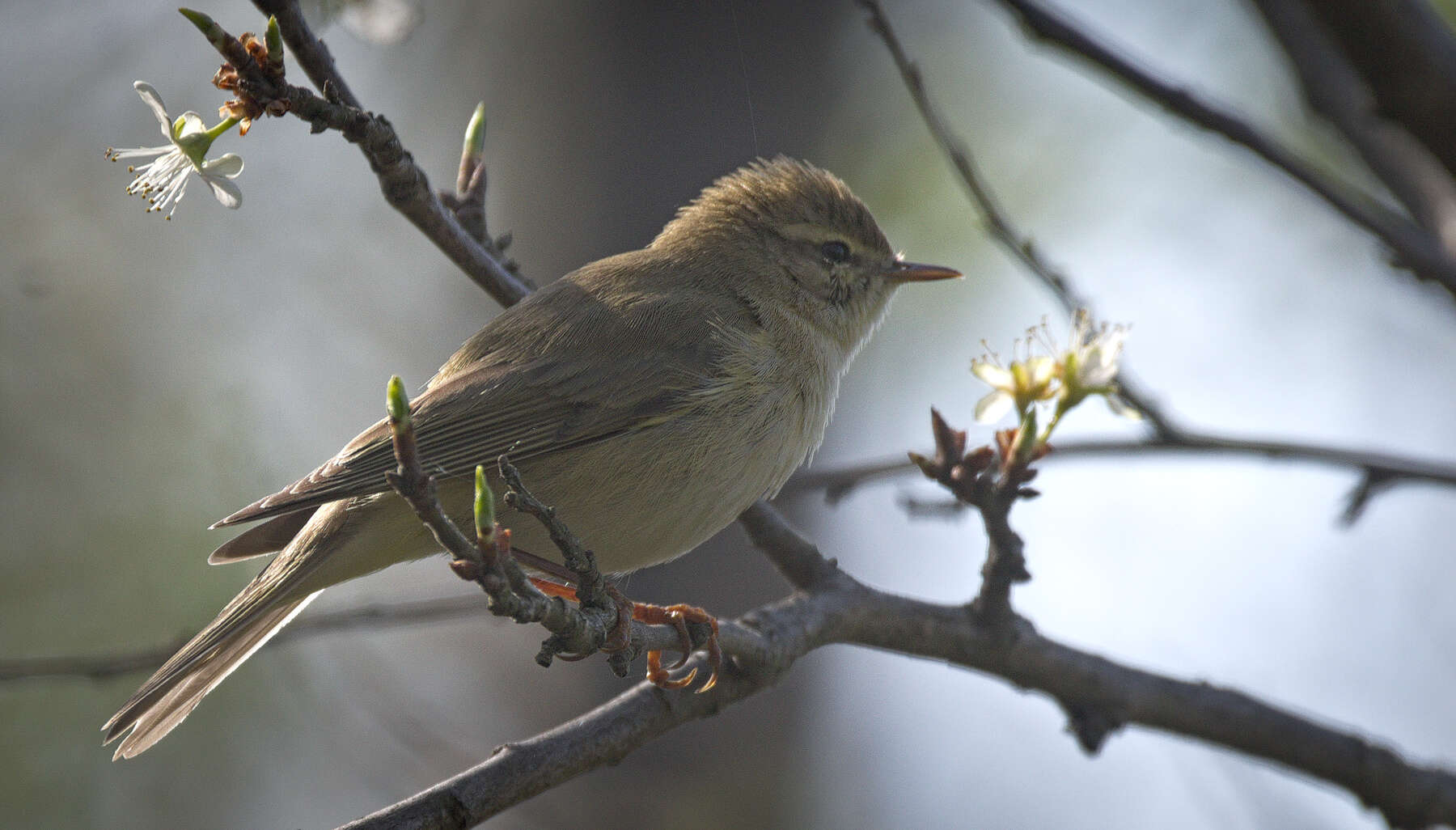 Image of Common Chiffchaff