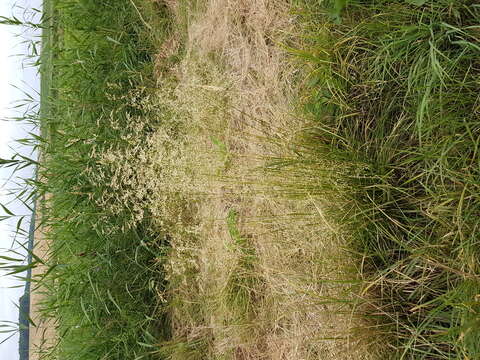 Image of Tufted Hair-grass