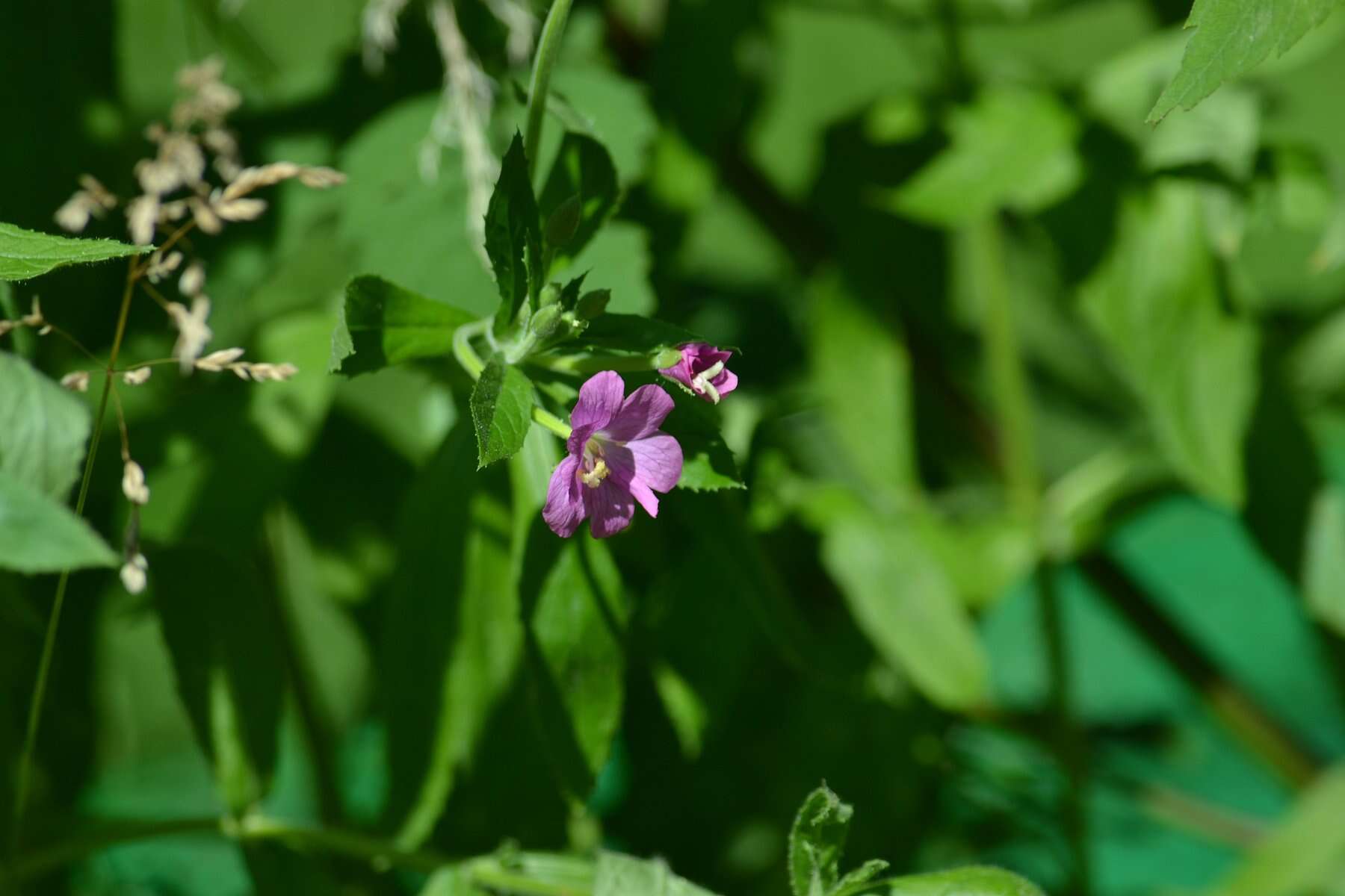 Image of Great Willowherb