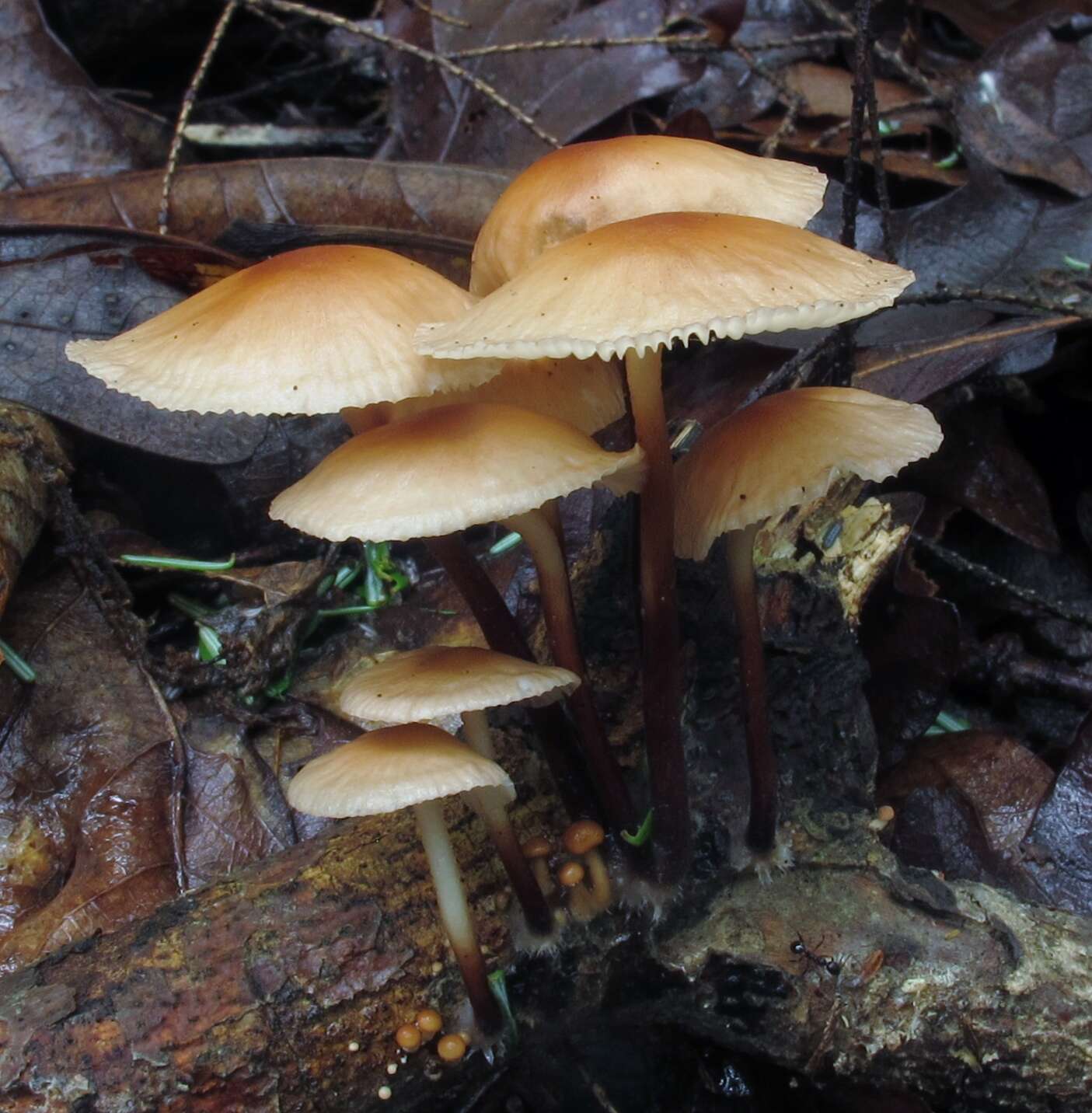 Image of Marasmius cohaerens (Pers.) Cooke & Quél. 1878