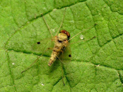 Image of Chrysopilus modestus Loew 1872