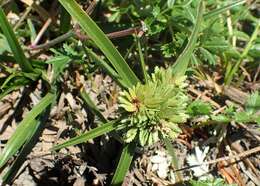 Слика од Cyperus eragrostis Lam.