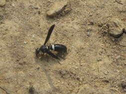 Image of Four-toothed Mason Wasp