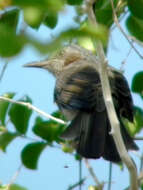 Image of Brown-eared Bulbul