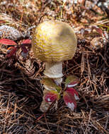 Imagem de Amanita muscaria var. guessowii