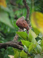 Imagem de Erythrina poeppigiana (Walp.) O. F. Cook