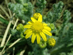 Image of eastern groundsel