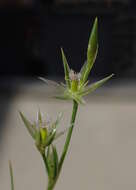 Imagem de Juncus bufonius L.