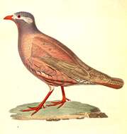 Image of Ammoperdix Gould 1851